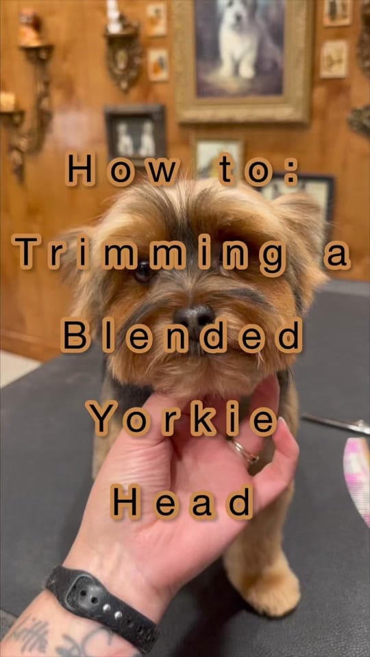 Post 2 by Rachel Colant Grooming on TikTok (video)