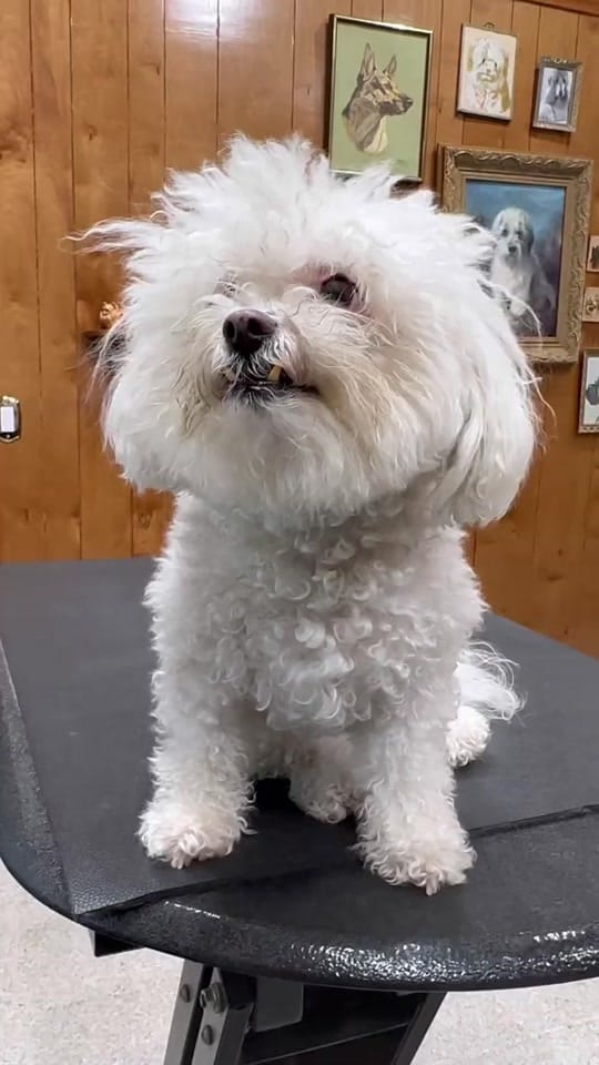 Post 1 by Rachel Colant Grooming on TikTok (video)