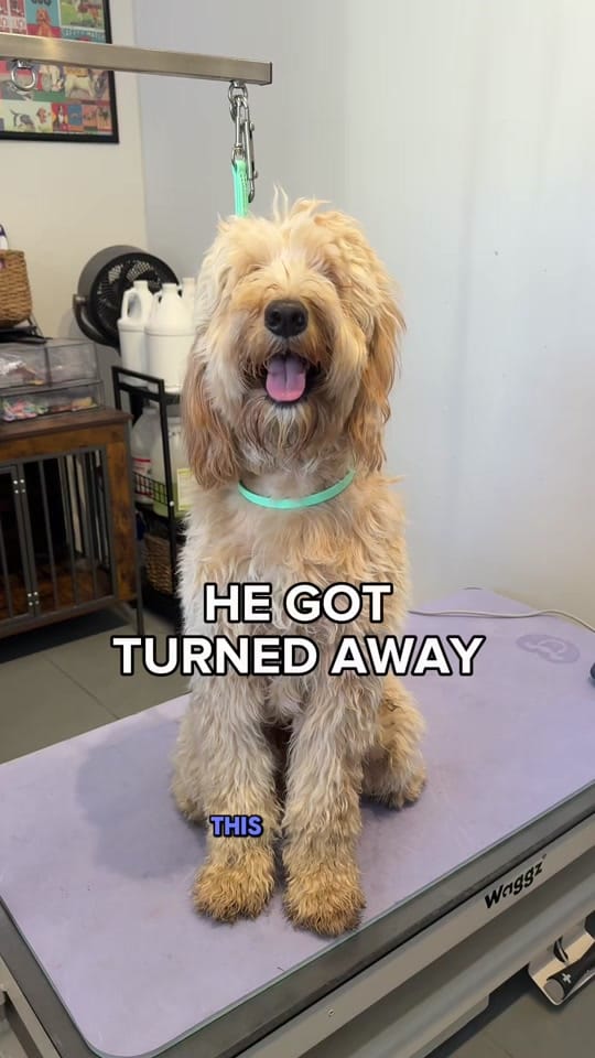 Post 2 by Cat the Dog Groomer 🐾 on TikTok (video)