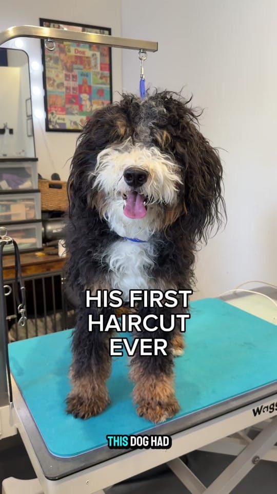 Post 6 by Cat the Dog Groomer 🐾 on TikTok (video)