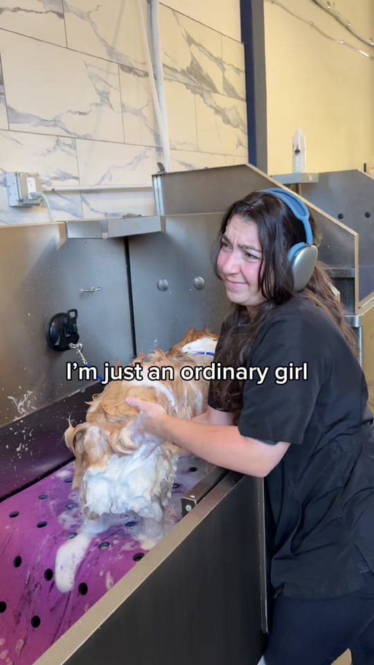 Post 7 by Cat the Dog Groomer 🐾 on TikTok (video)