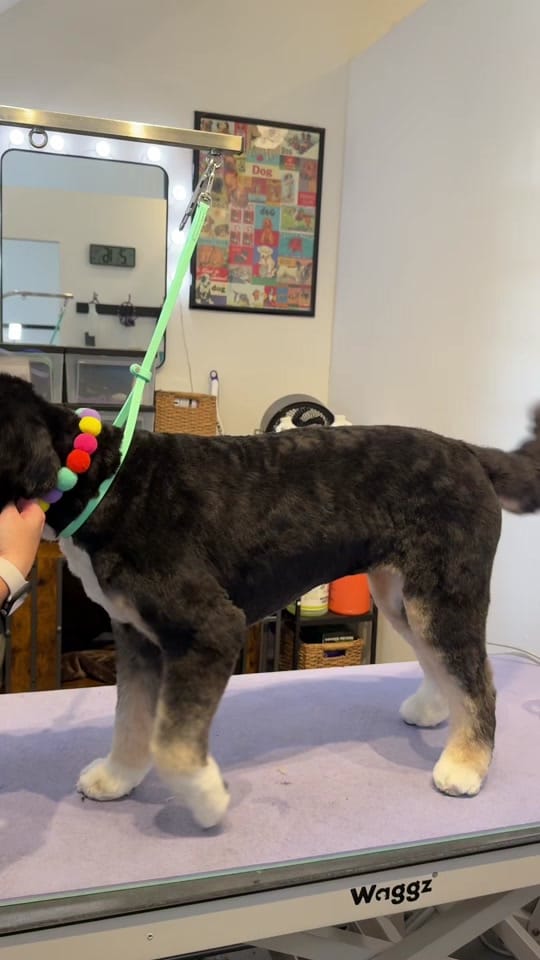 Post 1 by Cat the Dog Groomer 🐾 on TikTok (video)