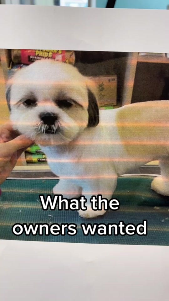 Post 10 by Cat the Dog Groomer 🐾 on TikTok (video)