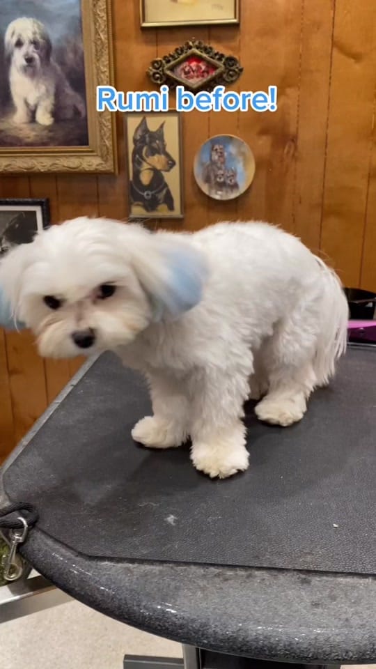 Post 9 by Cat the Dog Groomer 🐾 on TikTok (video)