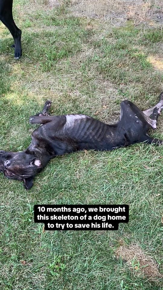 Post 5 by CompassRoseRanch on TikTok (video)