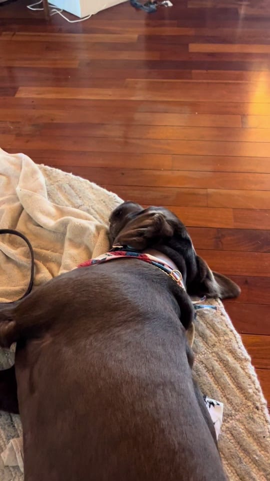 Post 2 by Dr Jessie Dreyfuss on TikTok (video)