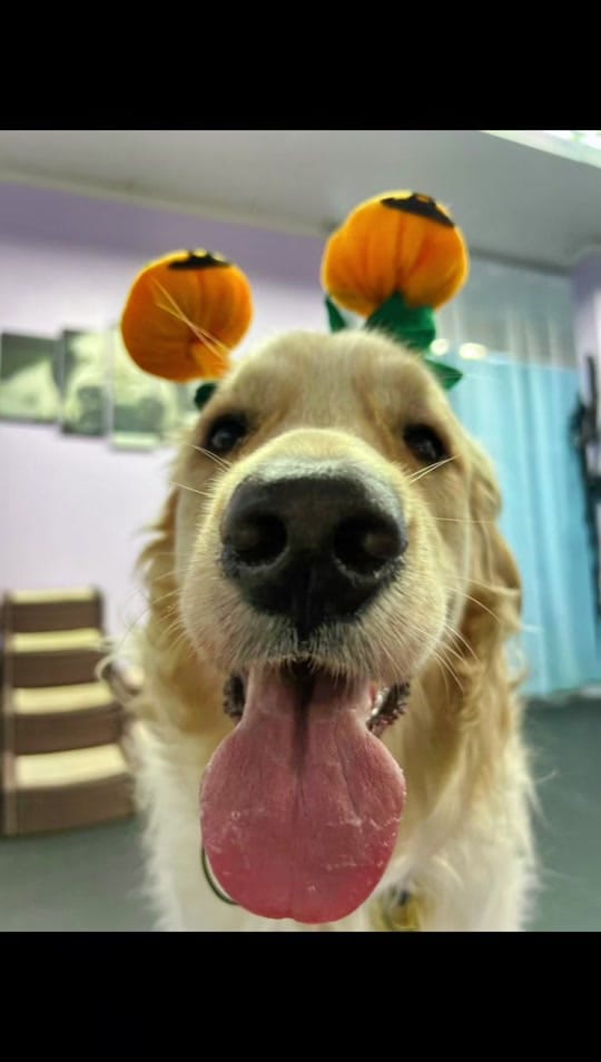 Post 6 by Dr Jessie Dreyfuss on TikTok (video)