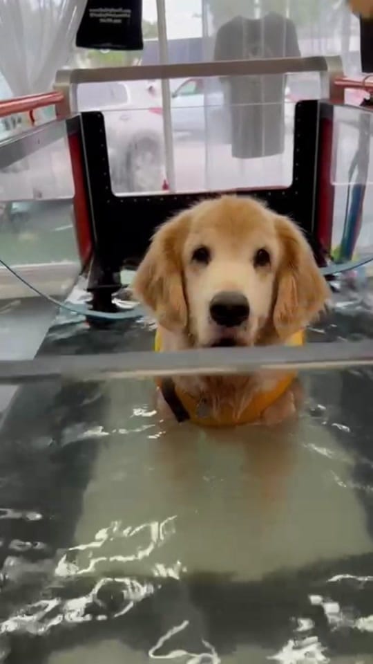 Post 7 by Dr Jessie Dreyfuss on TikTok (video)