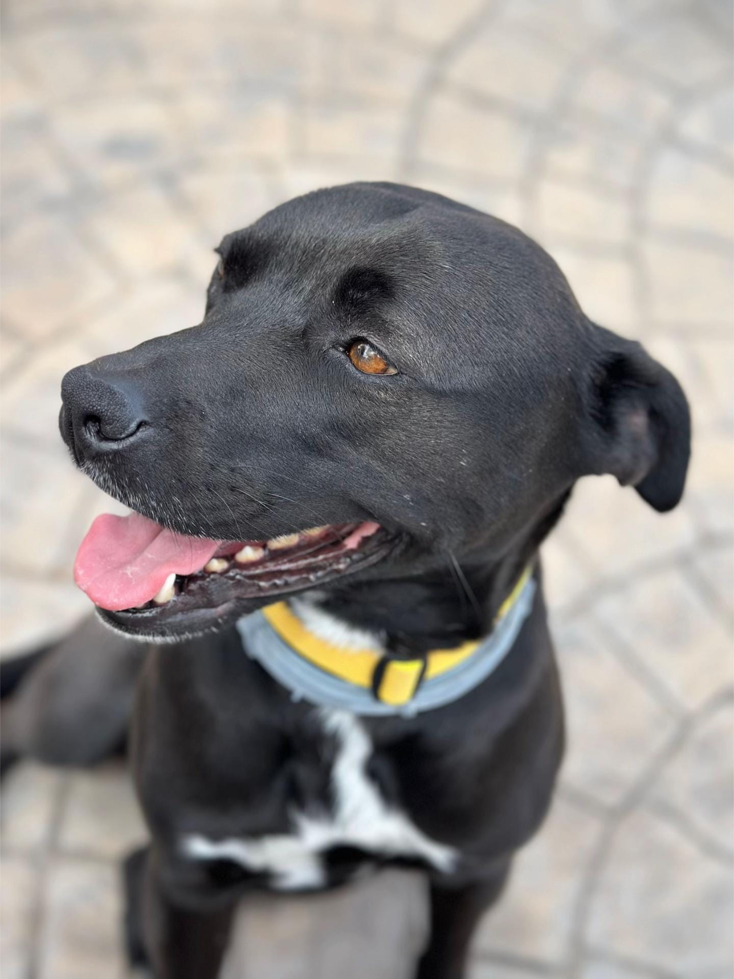 Post 1 by JJ adventures - Dogs & Travel on TikTok (video)