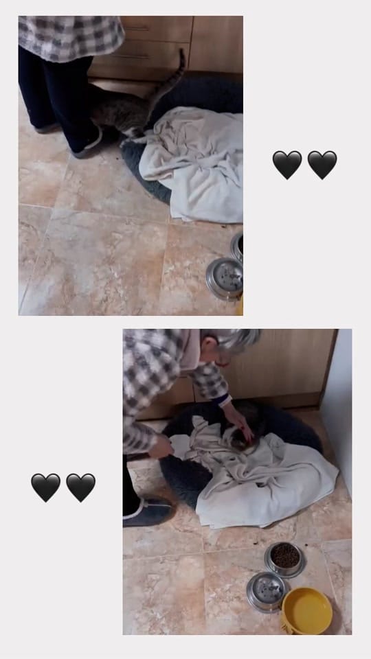 Post 2 by JJ adventures - Dogs & Travel on TikTok (video)