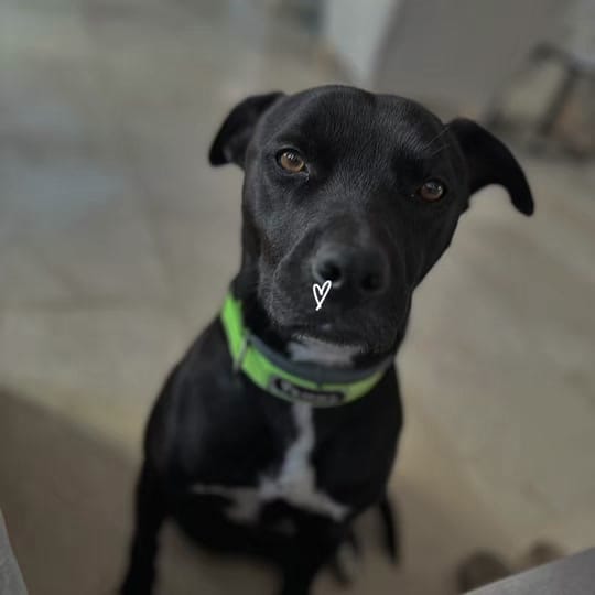 Post 4 by JJ adventures - Dogs & Travel on TikTok (video)