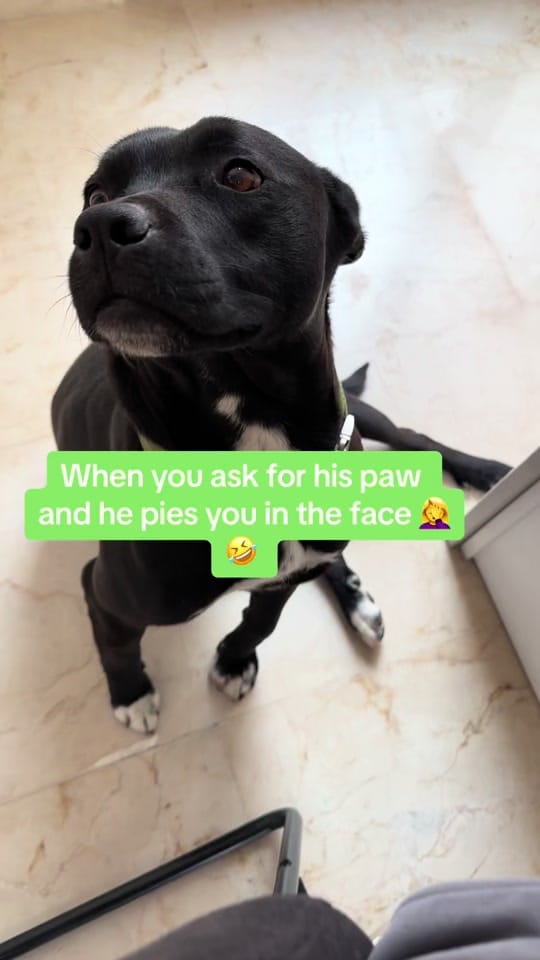 Post 8 by JJ adventures - Dogs & Travel on TikTok (video)