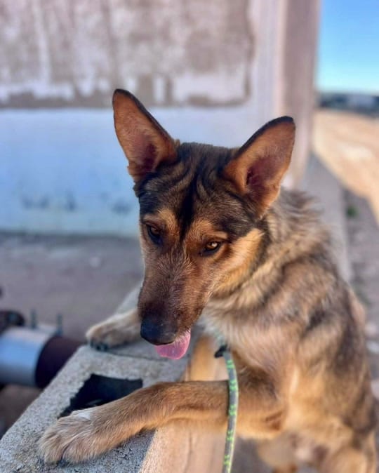 Post 10 by JJ adventures - Dogs & Travel on TikTok (video)
