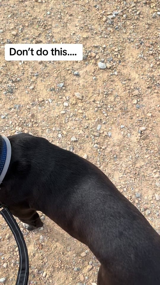 Post 9 by JJ adventures - Dogs & Travel on TikTok (video)