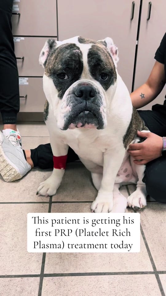 Post 8 by Valley Ranch Pet Clinic on TikTok (video)