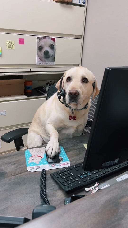 Post 10 by Valley Ranch Pet Clinic on TikTok (video)