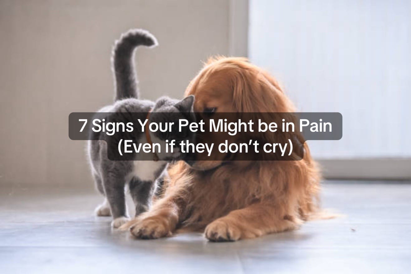 Post 4 by Valley Ranch Pet Clinic on TikTok (video)