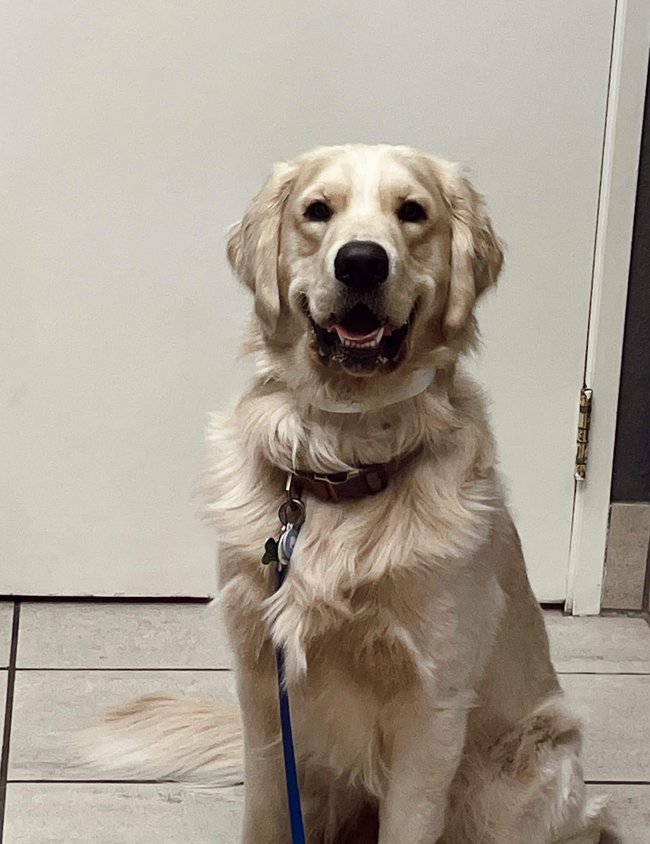 Post 6 by Valley Ranch Pet Clinic on TikTok (video)