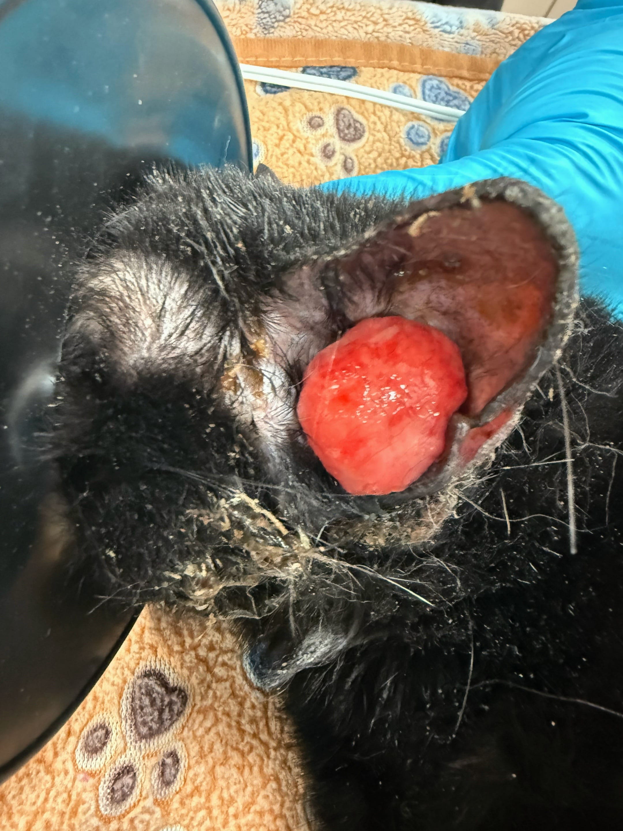 Post 7 by Valley Ranch Pet Clinic on TikTok (video)