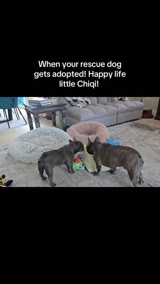 Post 5 by 100plusRescue on TikTok (video)