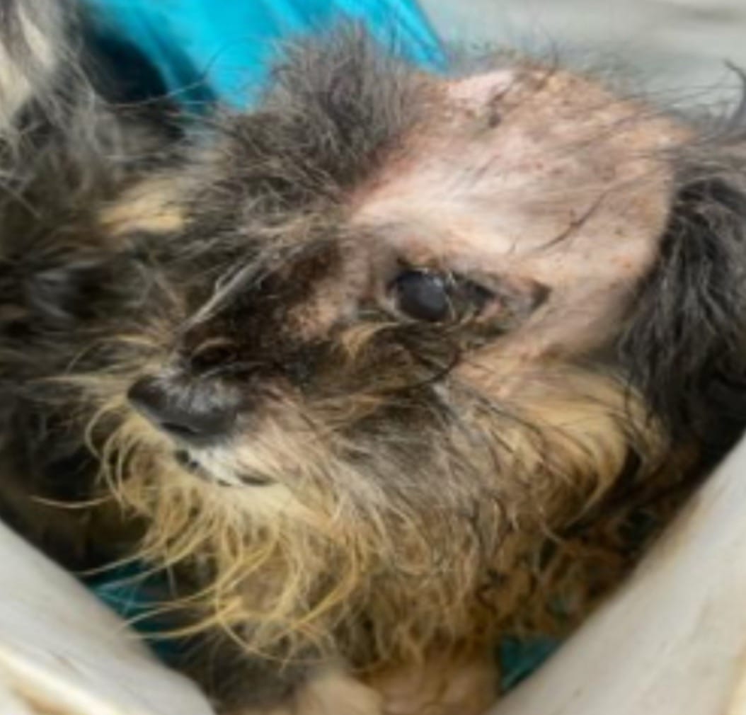 Post 3 by 100plusRescue on TikTok (video)
