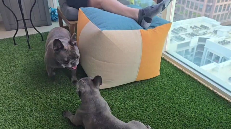 Post 6 by 100plusRescue on TikTok (video)