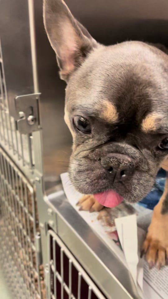 Post 2 by 100plusRescue on TikTok (video)
