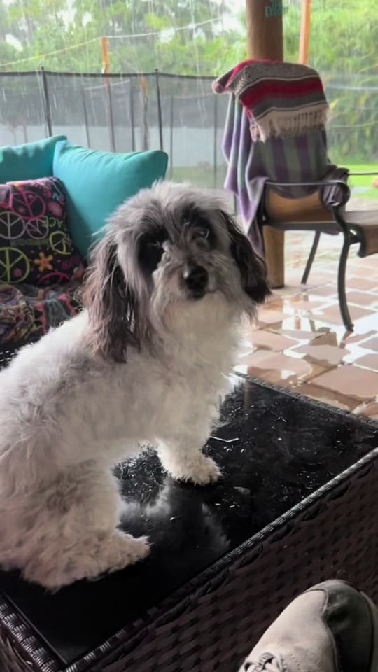 Post 4 by 100plusRescue on TikTok (video)