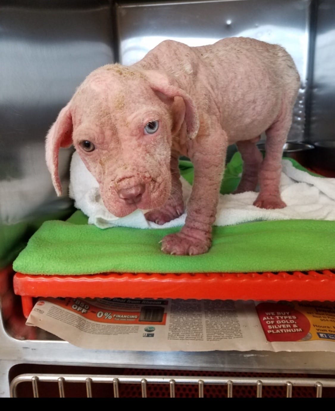 Post 1 by 100plusRescue on TikTok (video)