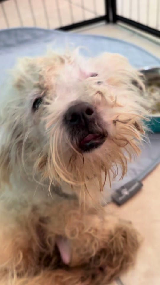 Post 8 by 100plusRescue on TikTok (video)