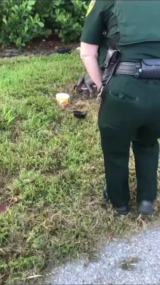 Post 10 by 100plusRescue on TikTok (video)