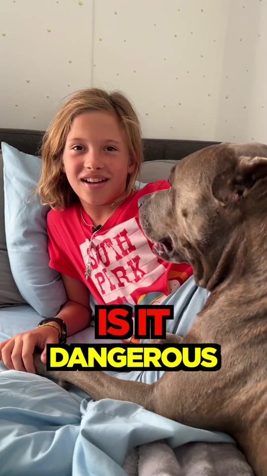 Post 9 by K9 Off Leash Miami on TikTok (video)