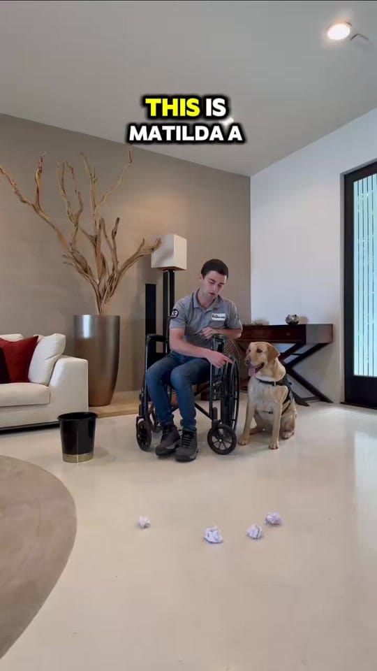 Post 2 by K9 Off Leash Miami on TikTok (video)
