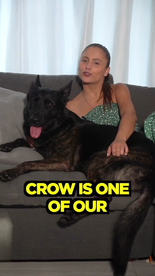 Post 10 by K9 Off Leash Miami on TikTok (video)
