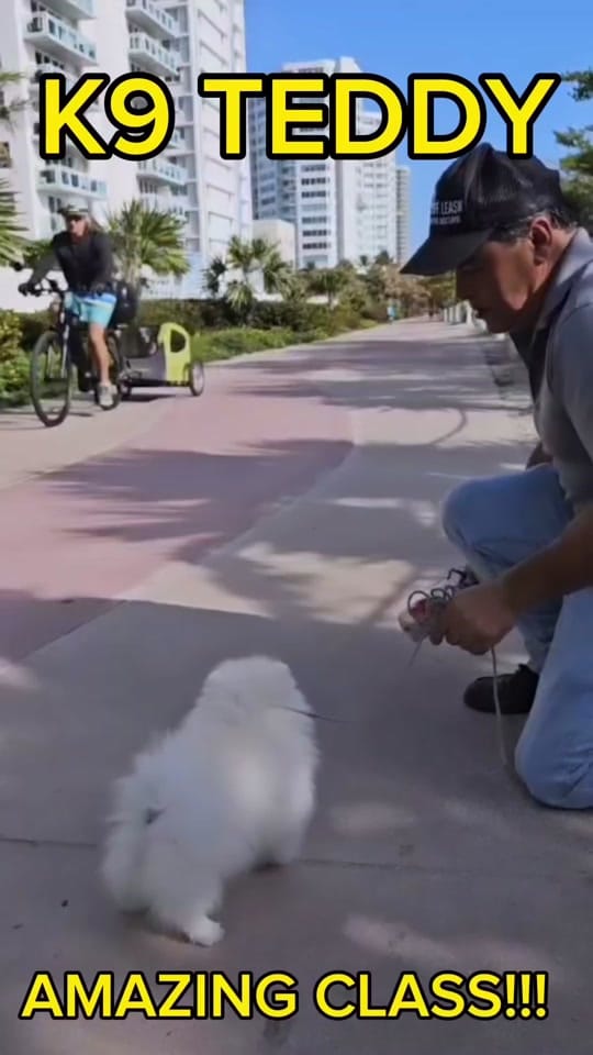 Post 6 by K9 Off Leash Miami on TikTok (video)