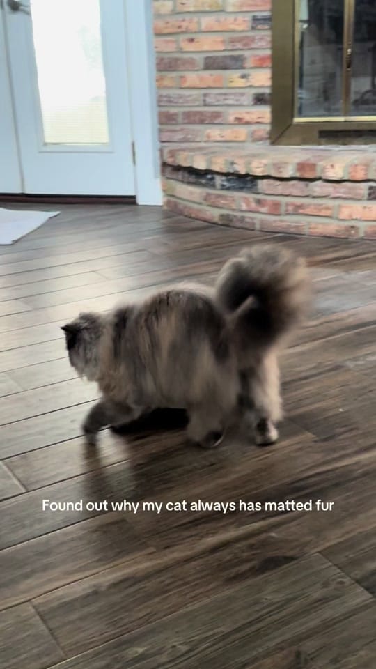 Post 3 by Paws&Claws on TikTok (video)