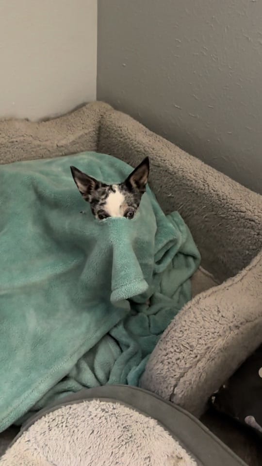 Post 4 by Paws&Claws on TikTok (video)