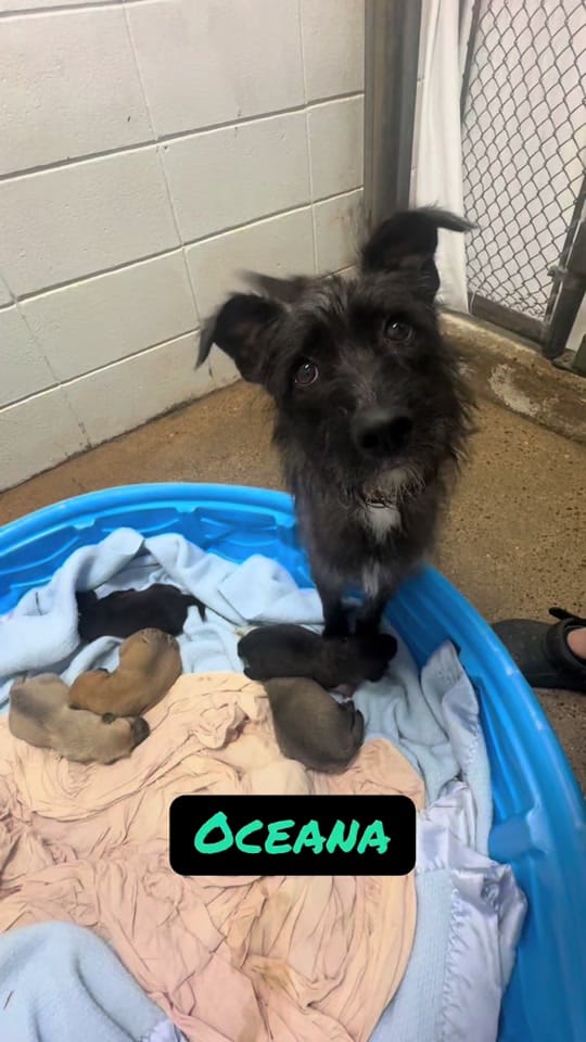 Post 2 by Paws&Claws on TikTok (video)