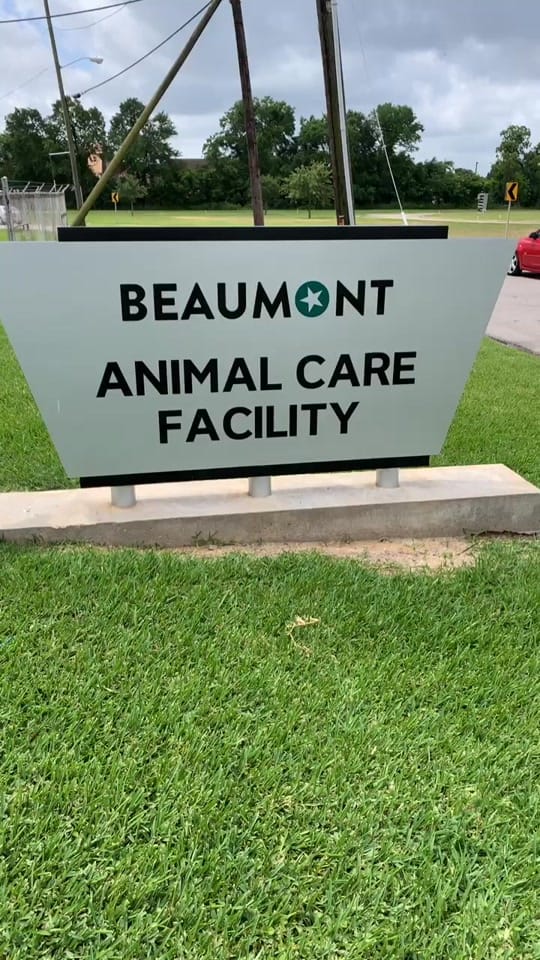 Post 9 by Paws&Claws on TikTok (video)