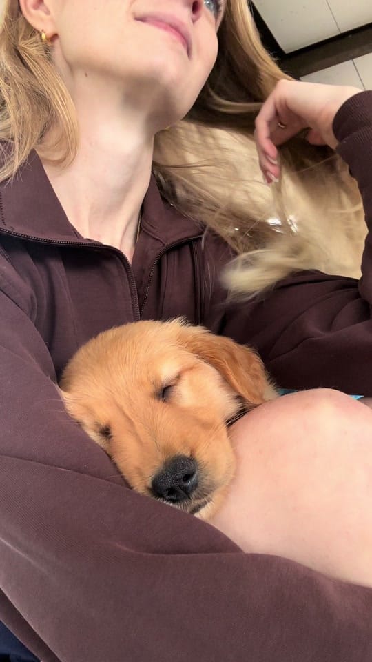 Post 9 by bellavet on TikTok (video)