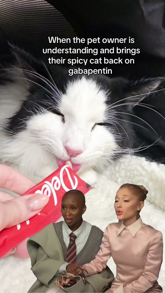 Post 8 by bellavet on TikTok (video)