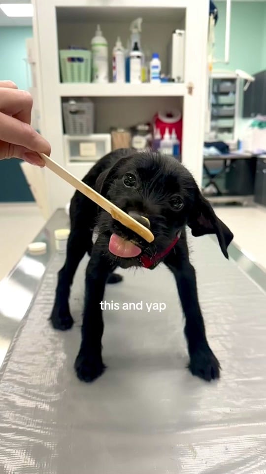 Post 10 by bellavet on TikTok (video)