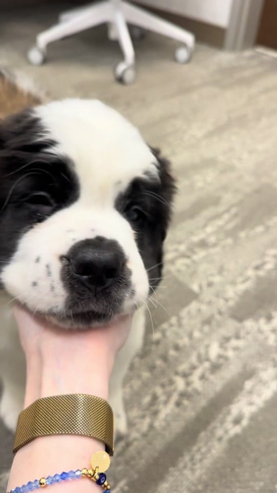 Post 2 by bellavet on TikTok (video)