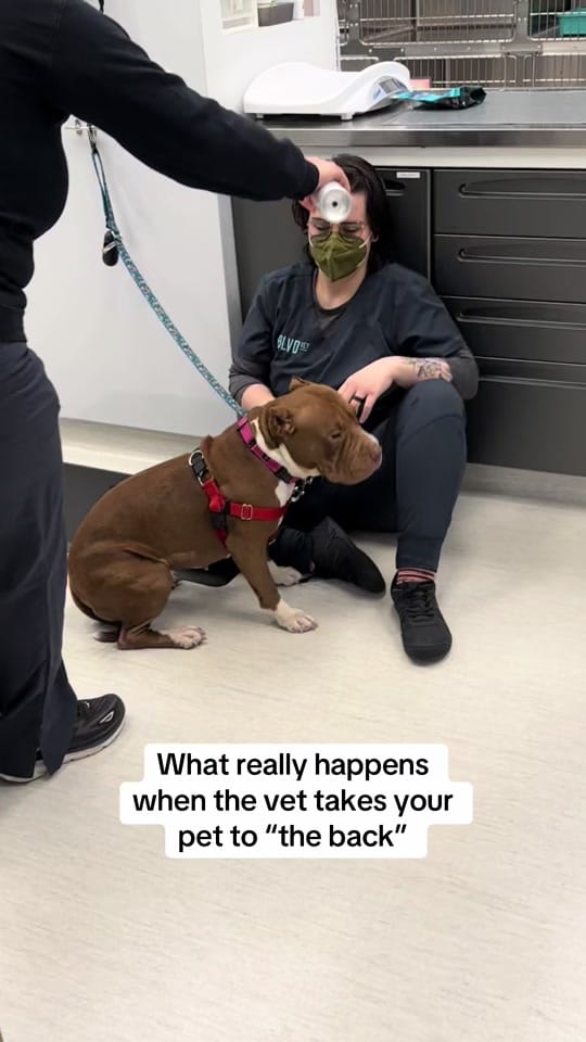 Post 5 by bellavet on TikTok (video)