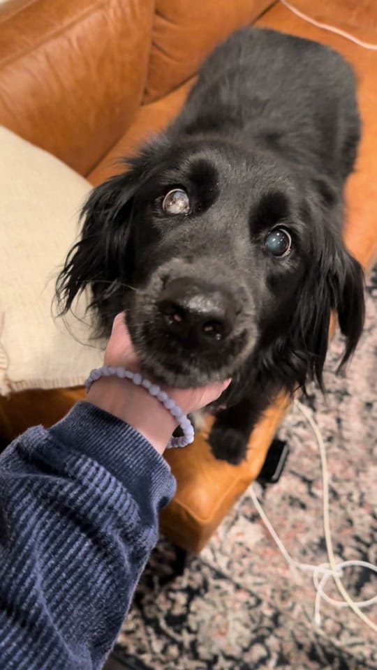 Post 6 by bellavet on TikTok (video)