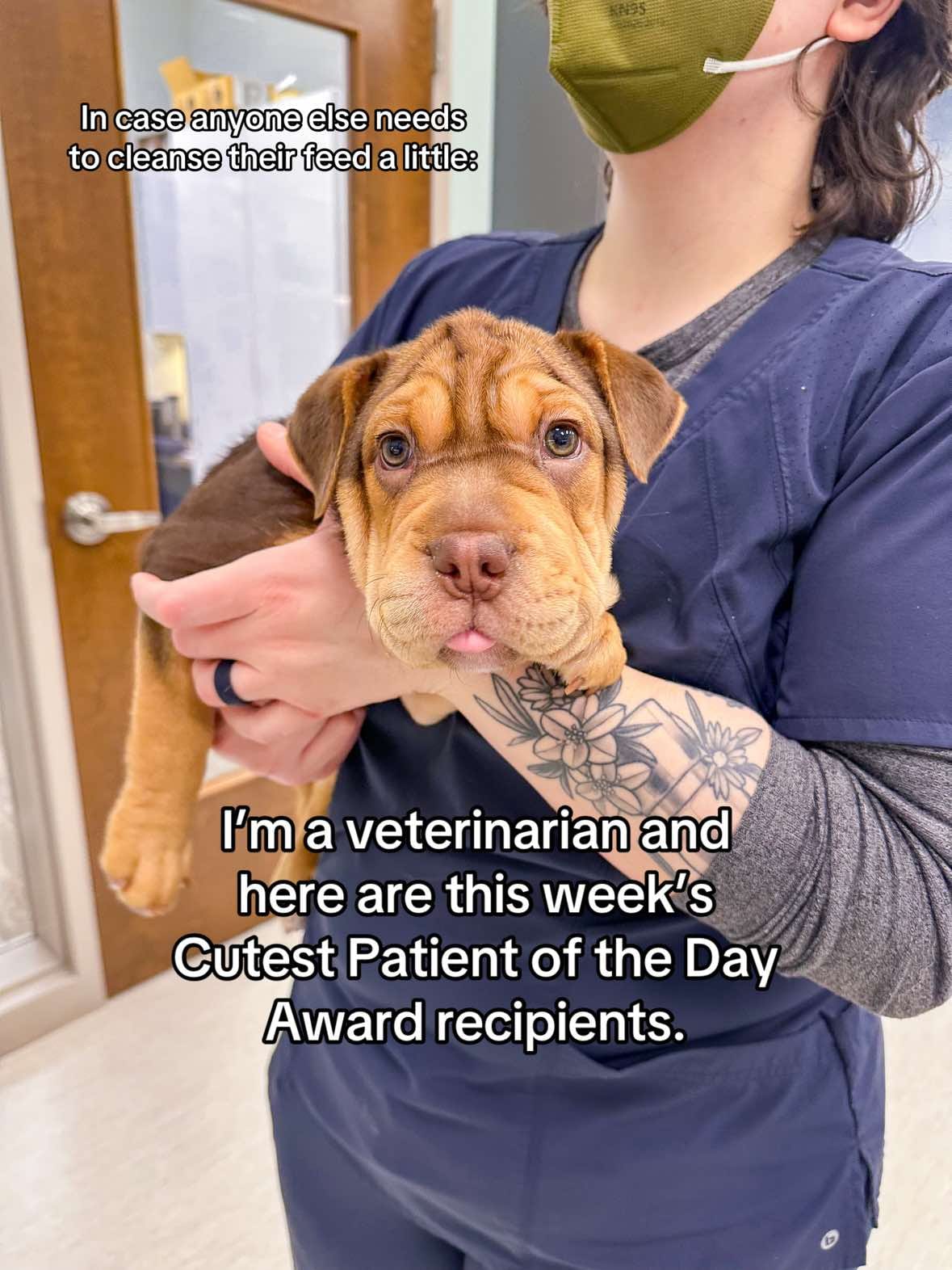Post 3 by bellavet on TikTok (video)