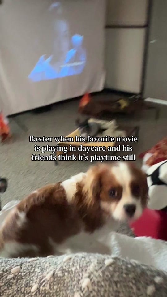 Post 1 by Miss Kitty’s Dog Resort on TikTok (video)