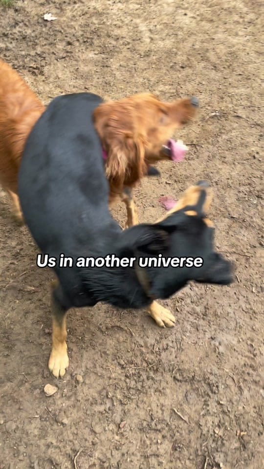 Post 9 by Miss Kitty’s Dog Resort on TikTok (video)