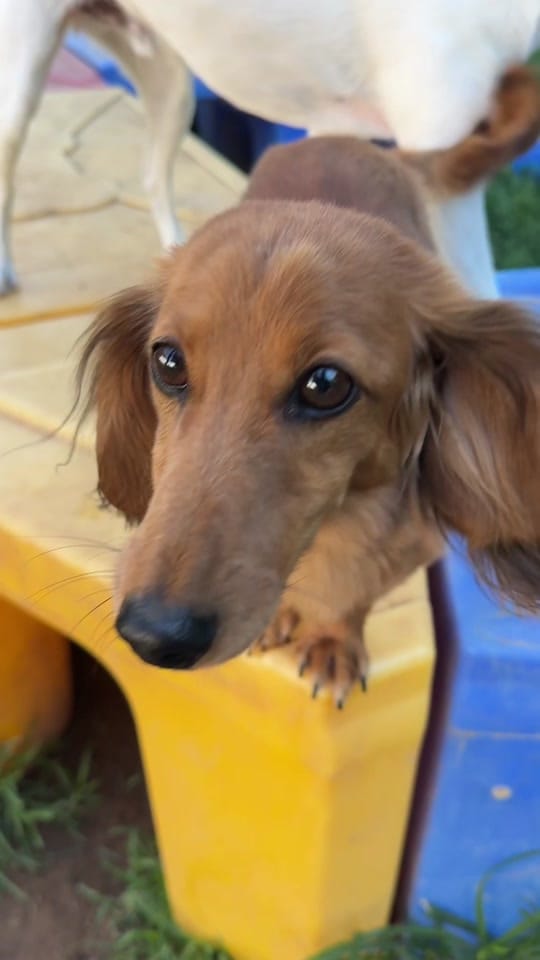 Post 2 by Miss Kitty’s Dog Resort on TikTok (video)