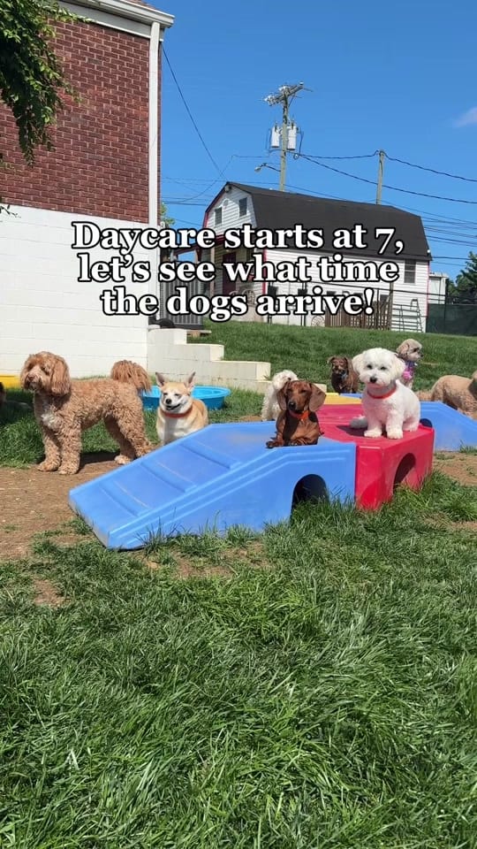 Post 8 by Miss Kitty’s Dog Resort on TikTok (video)